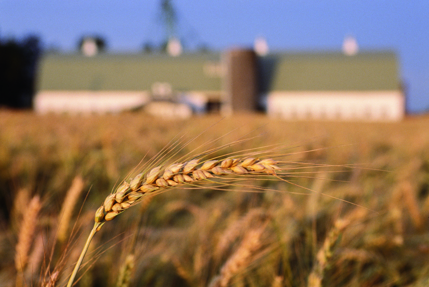 Spopolamento e costi alti minacciano l'agricoltura nelle aree interne. Necessarie infrastrutture e fondi mirati.