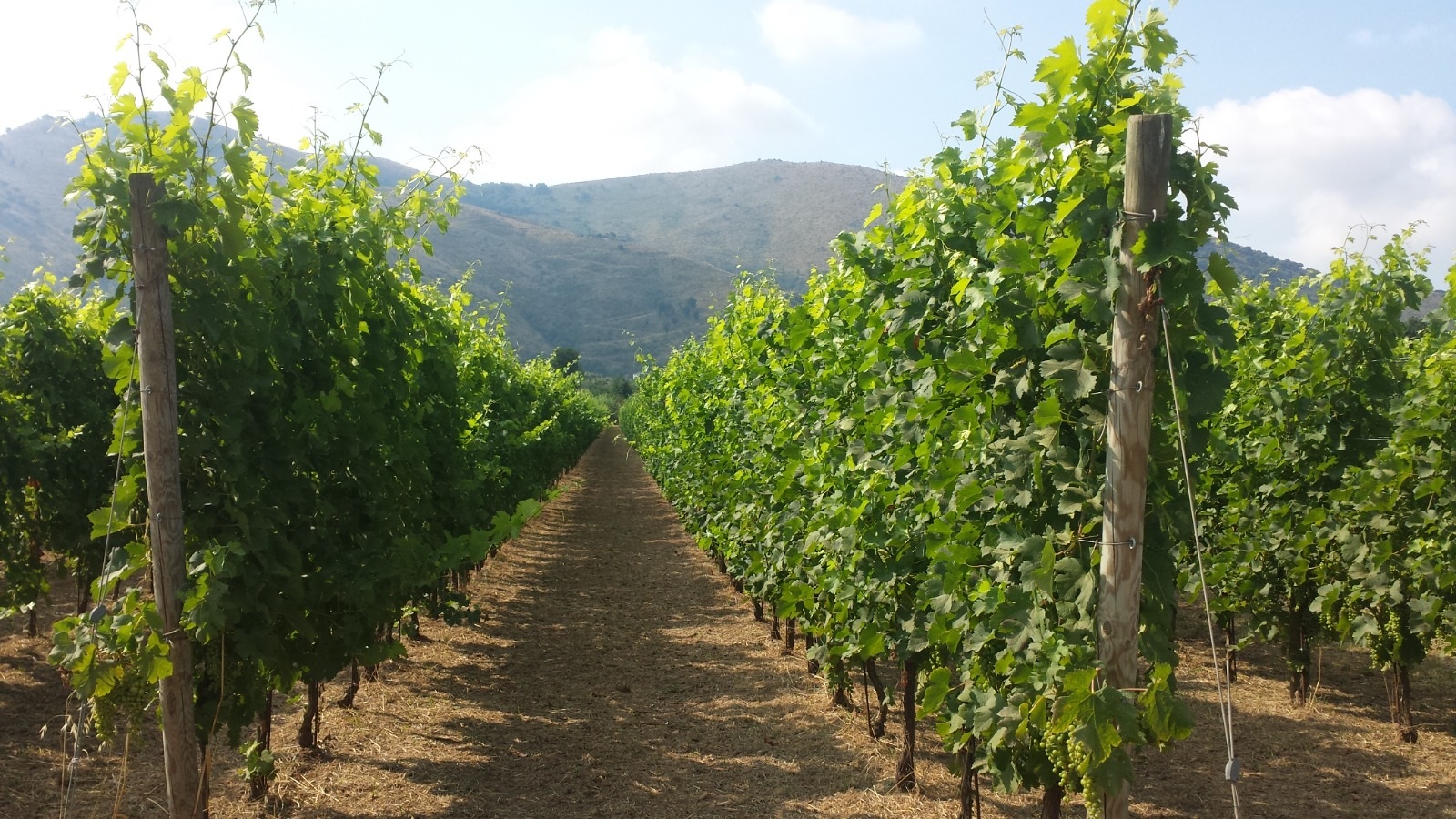 Citiculture trasforma tetti e spazi inutilizzati in vigne urbane tecnologiche, promuovendo sostenibilità ambientale e sociale.