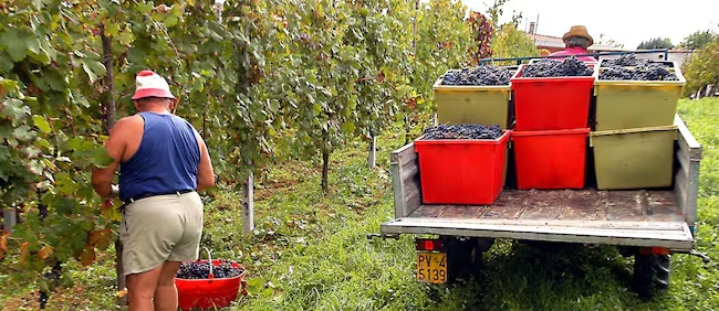 Il progetto InnoNDA punta a ridurre il contenuto alcolico del Nero d’Avola, senza compromettere il gusto distintivo del vino siciliano.