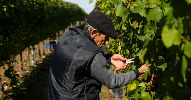 I vignaioli indipendenti italiani combattono lo spopolamento, promuovono la sostenibilità e attraggono enoturisti da tutto il mondo.