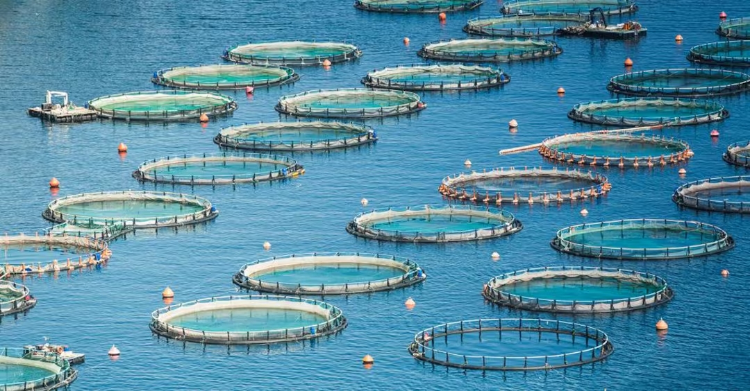 L’acquacoltura italiana produce pesce di alta qualità, ma affronta difficoltà legate a burocrazia e preferenze dei consumatori.