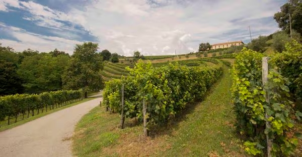 Dopo la tregua in Medio Oriente, Astoria riavvia l’export di Prosecco in Libano. Crescita e diversificazione globale.