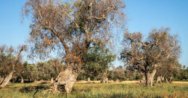 In Puglia 6.000 aziende attendono i fondi bloccati per i danni della Xylella, mentre la produzione crolla del 90%.